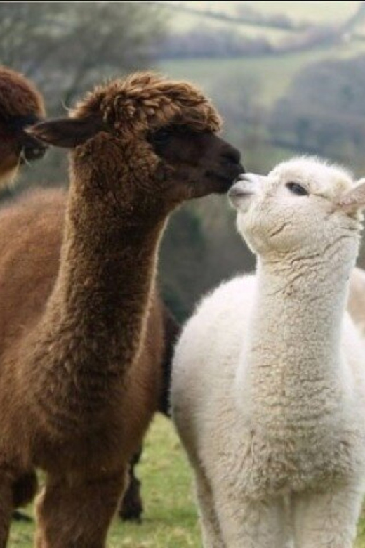 Seoul: Nami and K-Garden with Optional Alpaca Winter Tour - Eobi Valley and its frozen waterfall