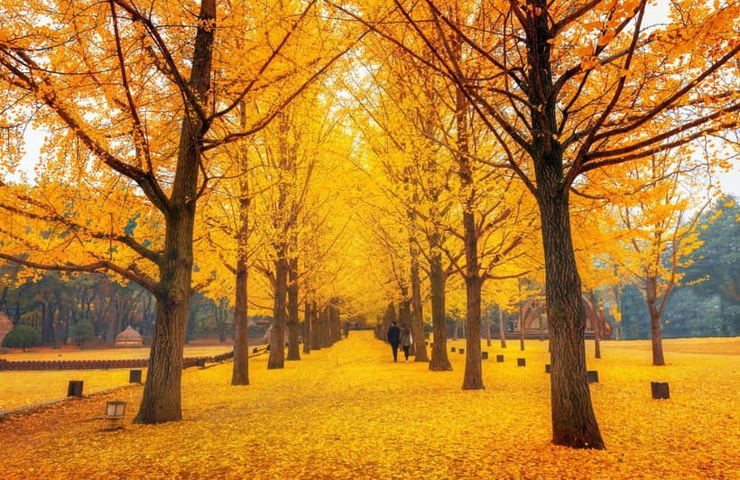 Seoul: Nami Island and Garden of Morning Calm opt Railbike - Food, comfort, and what to bring