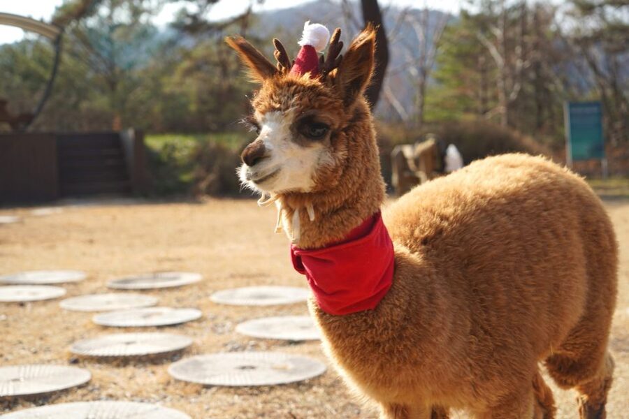 Seoul: Nami Island & Gangchon Rail Bike One Day Tour - Who should book this experience?