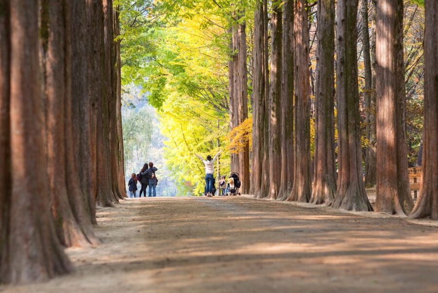 Seoul: Nami Island, Garden and Petite France (opt. Railbike) - Is $83 good value?