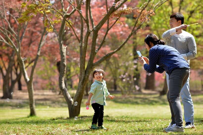 Seoul: Nami Island & Petite France Tour with Railbike Option - Key details before you book