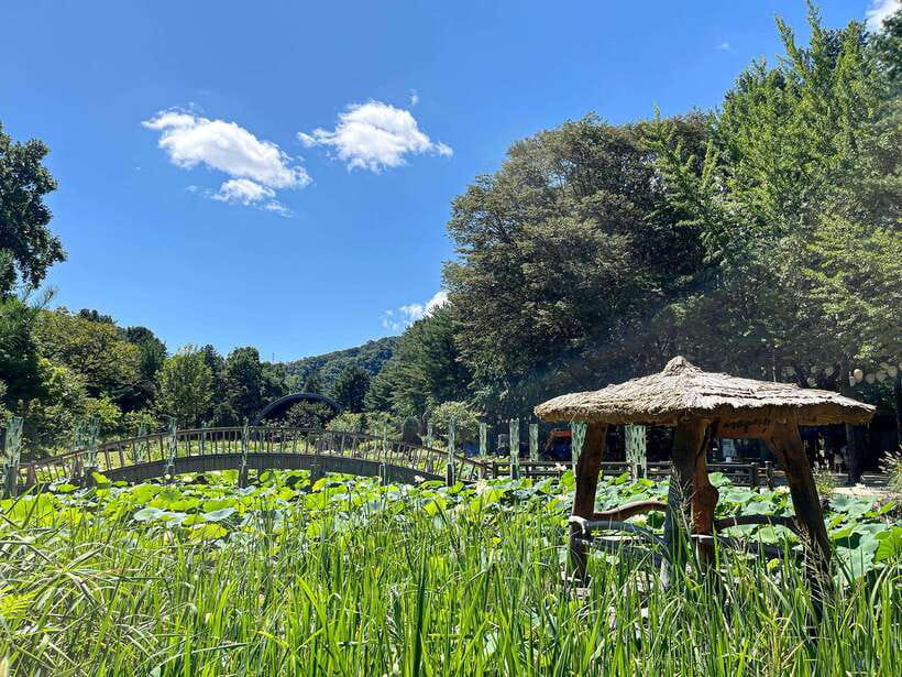 Seoul: Nami Island & Petite France Tour with Railbike Option - Why this day trip works from Seoul