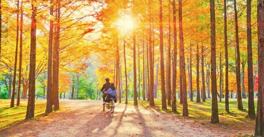 Seoul: Nami, Petite France, Italian Village, Railbike Option - Petite France: a small French-style attraction