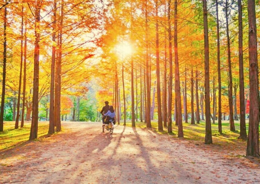 Seoul: Nami, Petite France, Italian Village, Railbike Option - The ride from Seoul to Gangchon