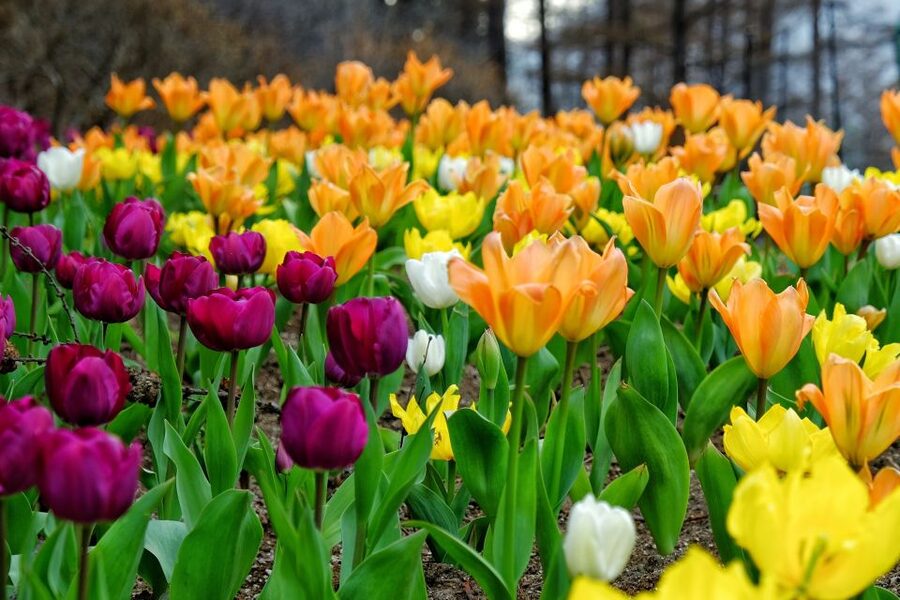 Seoul: Private Customizable Tour to Nami Island and More - Why Nami Island makes this a worthwhile day trip