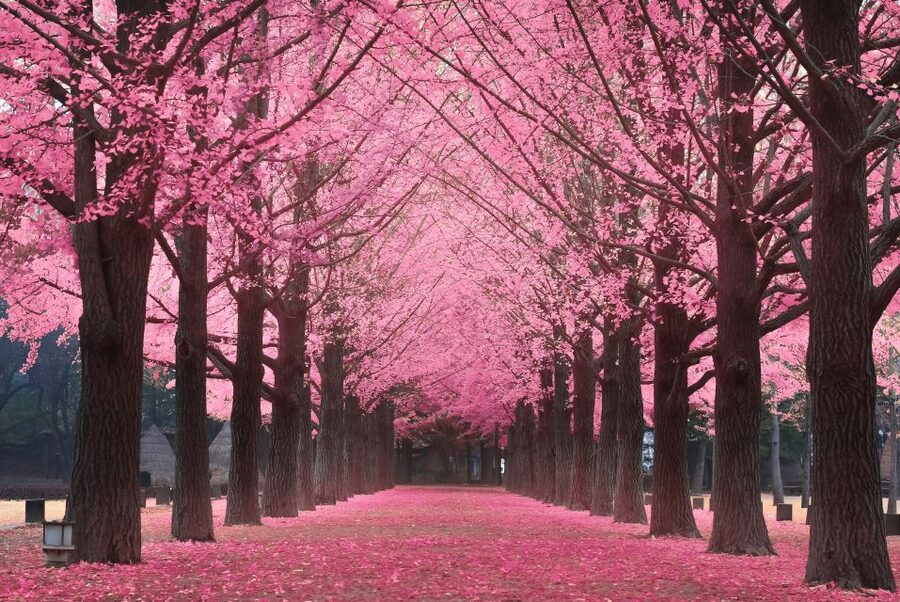 Seoul: Private Customizable Tour to Nami Island and More - Timing, traffic, and how to plan the day