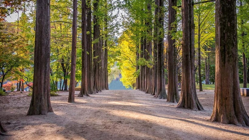 Seoul: Private Tour to Nami Island, Garden, Petite France - Why this day trip works from Seoul