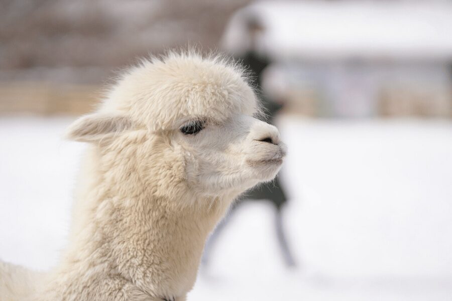 Seoul: SnowyLand in Vivaldi Park with Nami or Alpaca - Choosing between Alpaca World and Nami Island