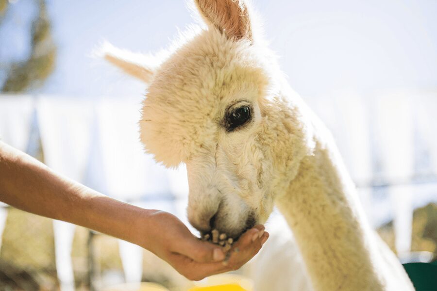 Seoul: SnowyLand in Vivaldi Park with Nami or Alpaca - The guide and group experience