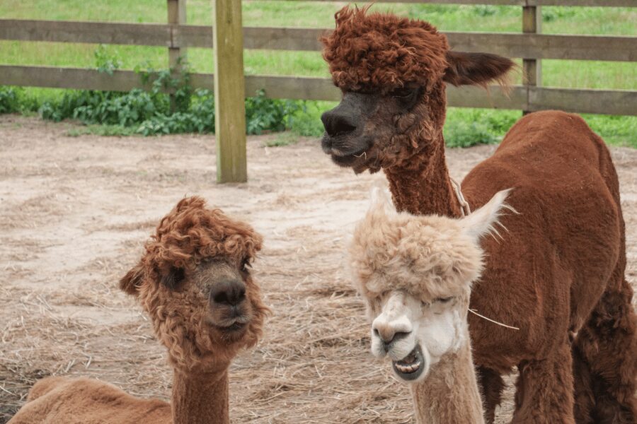 Seoul: SnowyLand in Vivaldi Park with Nami or Alpaca - What to pack for Snowy Land and Nami Island