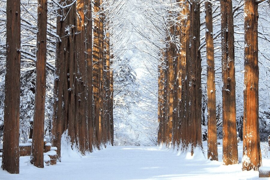 Seoul: SnowyLand in Vivaldi Park with Nami or Alpaca - Booking details worth checking