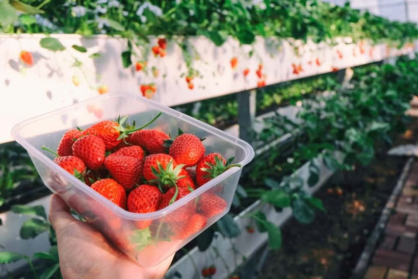 Seoul: Strawberry Picking & Eobi Ice Valley & Nami Island - Key points before you book