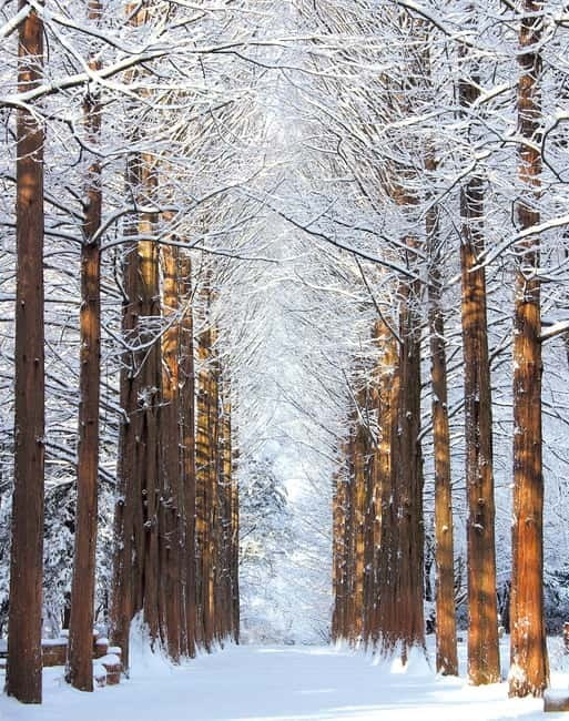 Seoul: Strawberry Picking & Eobi Ice Valley & Nami Island - What this winter day is really like