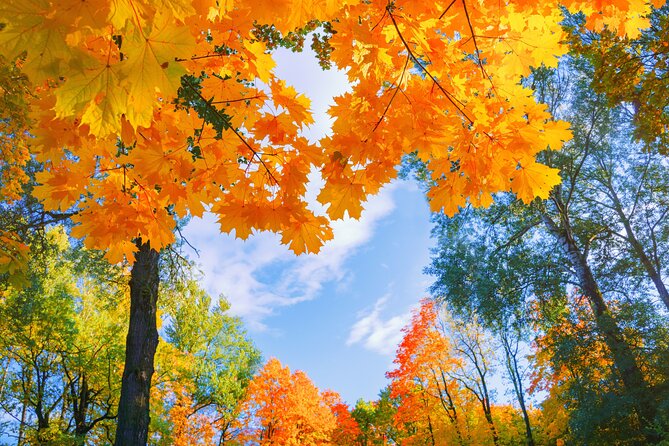 Seoul to/from Nami Island: Round trip Shuttle Bus Service - Why this shuttle makes Nami Island easier