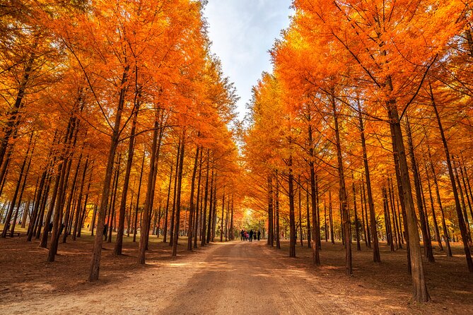 Seoul Vicinity 5 in 1: Nami Island, Garden of Morning Calm & More - Guides, transport, and the rhythm of the day