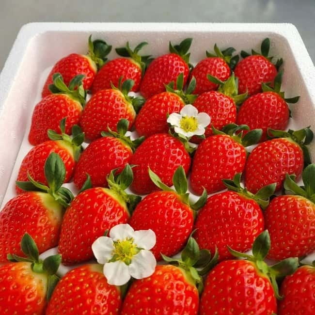 Seoul: Winter Day Tour in Pocheon (+Strawberry Picking) - Sanjeong Lake and the reality of a frozen stop