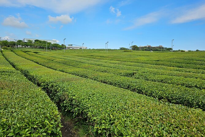 Small group Jeju private Full-Day Tour of East and South and West - O’sulloc Tea Museum and the western start