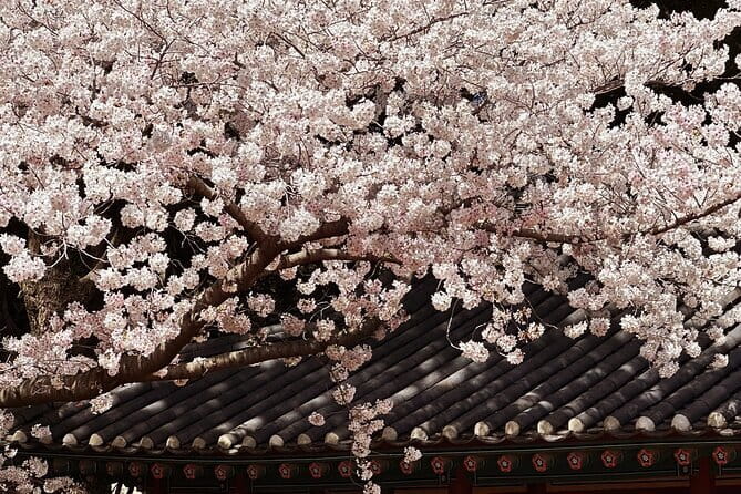 Small Group Tour East Jeju Cherry Blossom & Woman Diver Show - Five things that make this Jeju day special