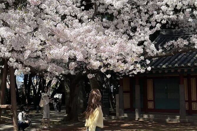 Small Group Tour East Jeju Cherry Blossom & Woman Diver Show - Jeonnonglo Road: a quick first taste of blossom season