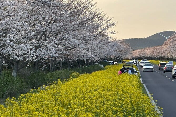 Small Group Tour East Jeju Cherry Blossom & Woman Diver Show - Seongsan Ilchulbong: the day’s main physical challenge