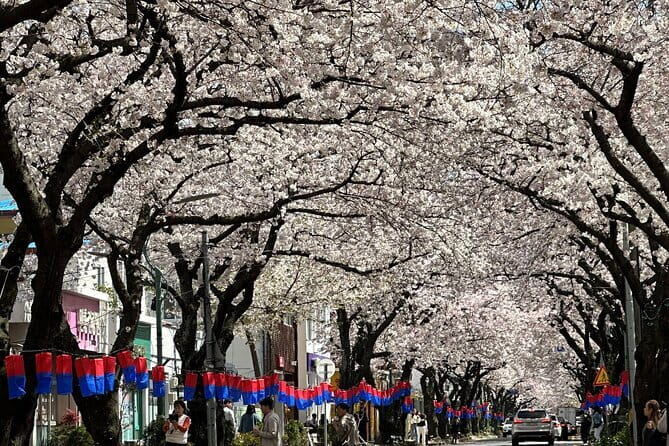 Small Group Tour East Jeju Cherry Blossom & Woman Diver Show - Samsunghyeol and the old cherry tree