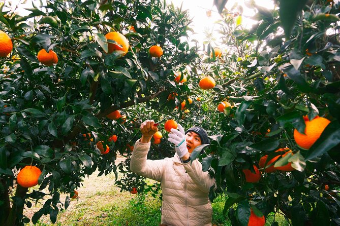 Small Group Tour for Jeju Fall Pink Muhly, Tangerines & Mt. Halla - Key points to know before booking