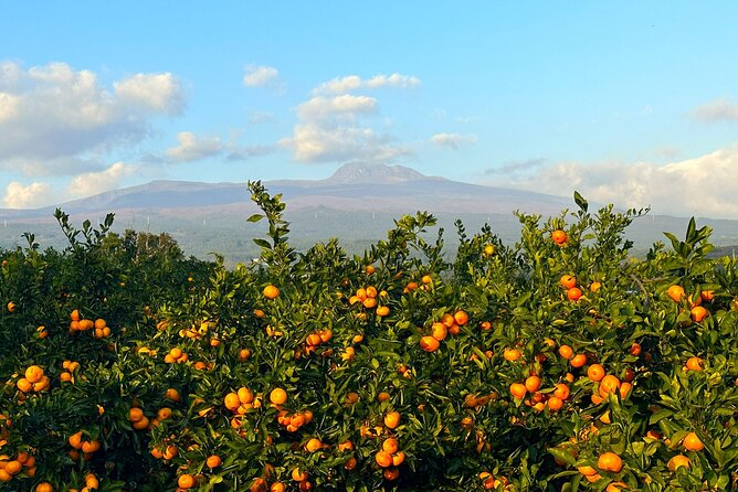 Small Group Tour for Jeju Fall Pink Muhly, Tangerines & Mt. Halla - Camellia Hill puts pink muhly in the frame