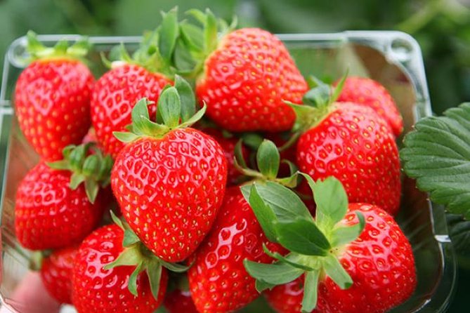 Snowyland, Strawberry Picking & Alpaca World - Alpaca World: more than a single animal encounter
