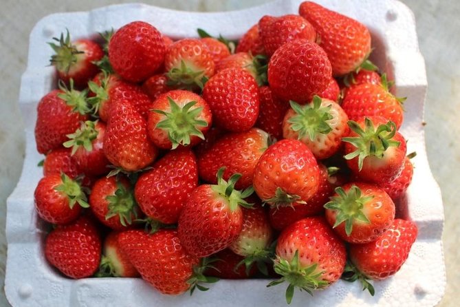 Snowyland, Strawberry Picking & Alpaca World - Strawberry picking and jam to take home