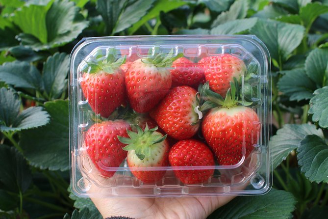 Snowyland, Strawberry Picking & Alpaca World - What the $100.27 price really covers