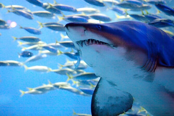 South Korea a Sea Life Busan - Key points to know before you go