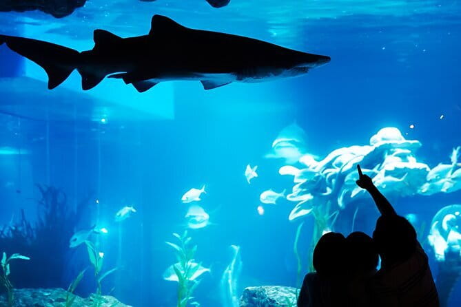 South Korea a Sea Life Busan - Walking beneath sharks in the ocean tunnel