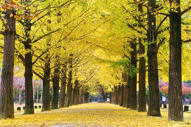 Special Private Tour Nami Island, Rail Bike, Petite France - Leaving Seoul for Nami Island