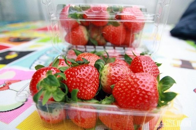 Strawberry Picking+Nami Island+Eobi Valley+Garden Lighting Fest - Strawberry picking: a hands-on break from sightseeing