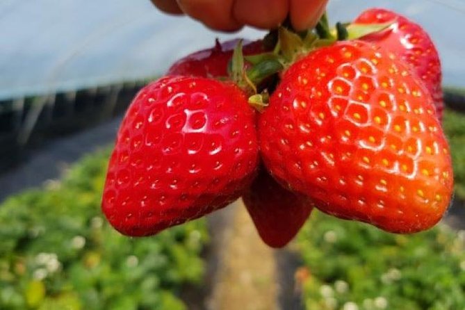 Strawberry Picking+Nami Island+Eobi Valley+Garden Lighting Fest - Eobi Valley and its winter ice wall