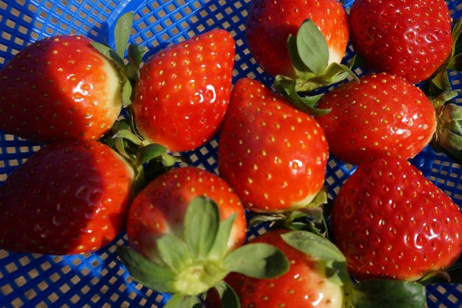 Strawberry Picking+Nami Island+Eobi Valley+Garden Lighting Fest - Who should book this experience