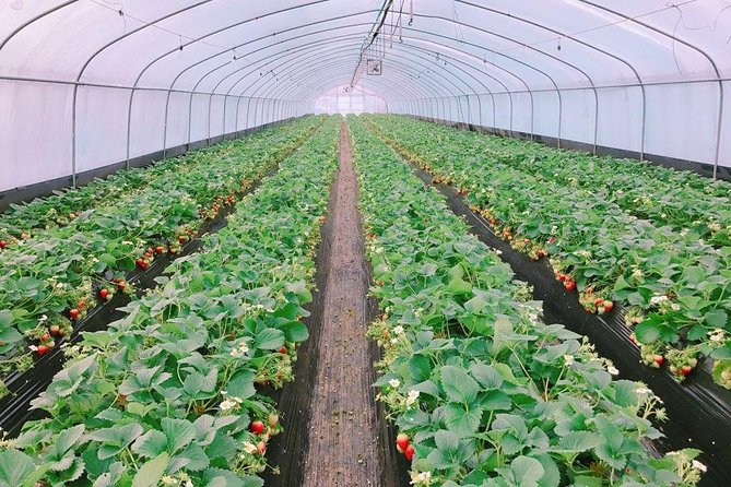 Strawberry Picking+Nami Island+Eobi Valley+Garden Lighting Fest - Starting at Hongik Univ. Station