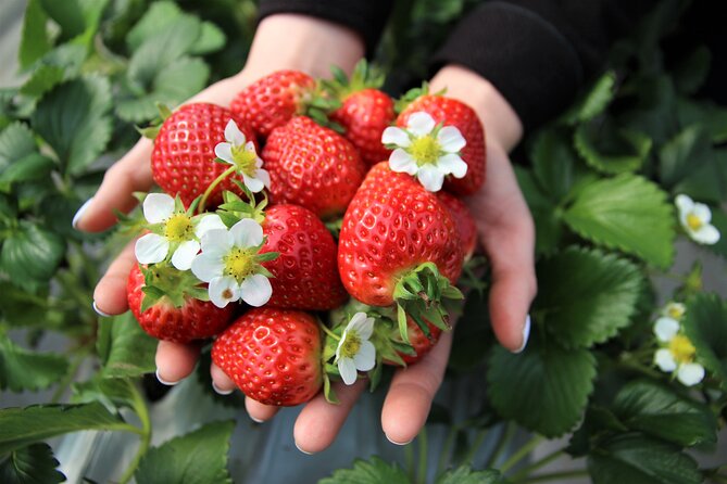 Strawberry Picking, Winter Sled with Eobi Ice Valley from Seoul - Picking strawberries at Yangsu-ri