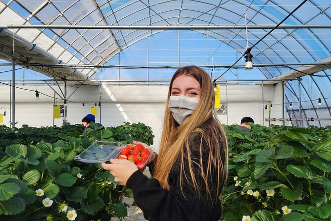 Strawberry Picking, Winter Sled with Eobi Ice Valley from Seoul - Small details that make the day easier