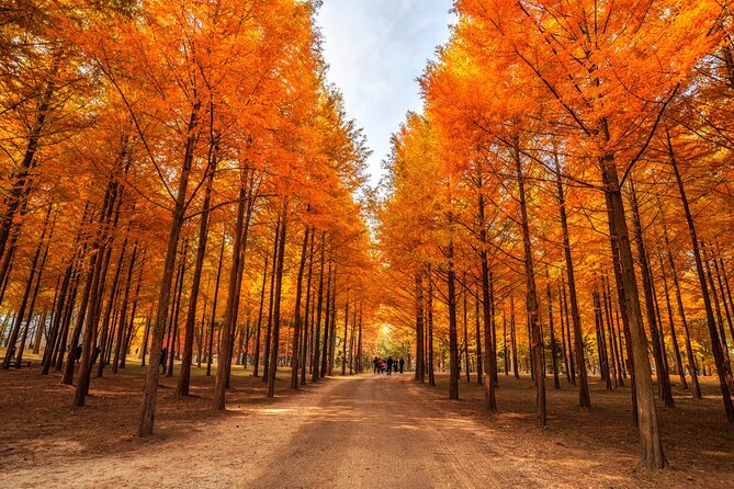 Trip to Nami Island with Petite France & Italian Village, Garden of Morning Calm - Nami Island: tree-lined paths and a famous Korean setting