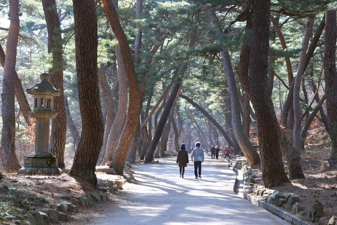 Untold Stories of Korea’s Spiritual Jewel at Tongdosa - Forest bathing beneath Tongdosa’s pine trees