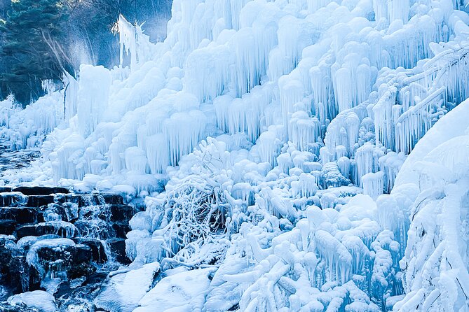 Winter Wonderland Healing Park and Gyeongju/Daegu Tour from Busan - Is $63.21 a fair price?